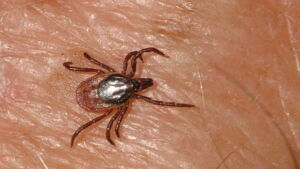 Maladie de Lyme et prévention contre les piqûres de tiques