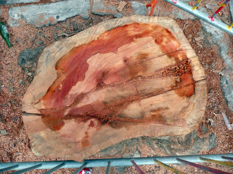 Chancre Colore Du Platane Mairie D Opio