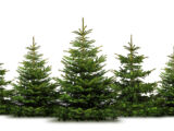 Collecte des sapins