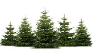 Collecte des sapins