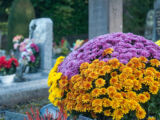 Constat d’abandon d’une concession au cimetière