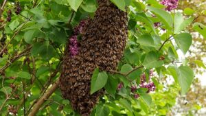 Un essaim d’abeille chez vous ? Contactez la Mairie !