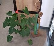 Exposition : « fer et bois » par Pierre L’Haridon