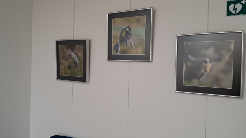 Exposition photo « Passereaux en plein vol »